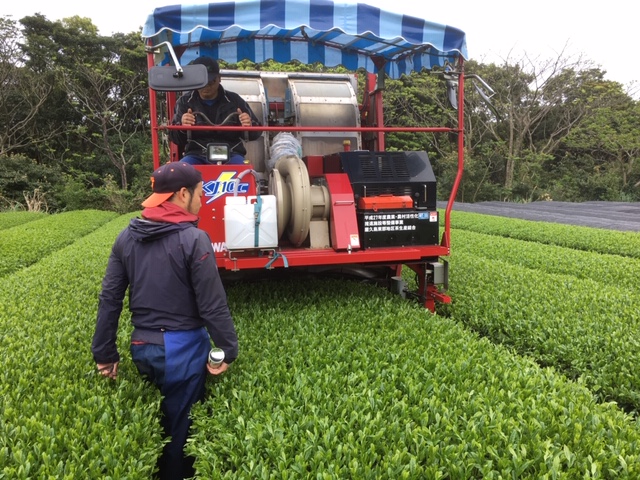 茶