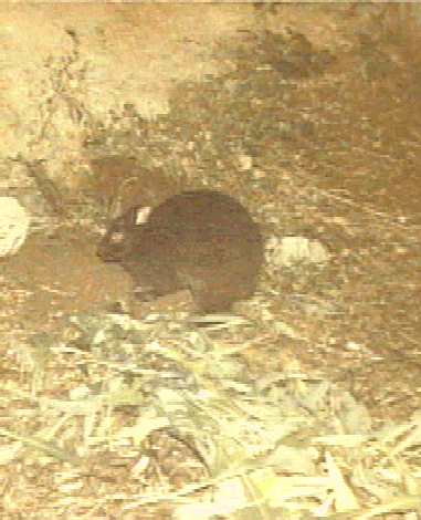 アマミノクロウサギの写真