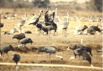 出水平野に降り立ったツルの写真