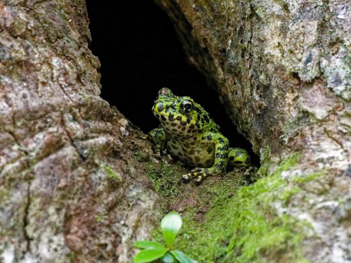 アマミイシカワガエル