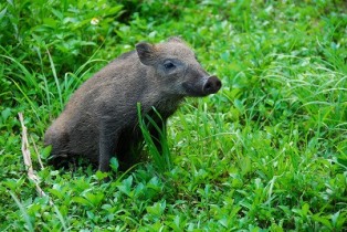 リュウキュウイノシシ