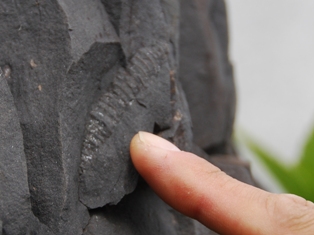 2-県内で化石の出るところ-甑島-貝化石.JPG