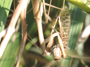 バッタを食べるカマキリ.JPG