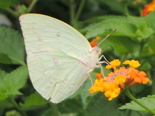 ウスキシロチョウ(屋久島).JPG