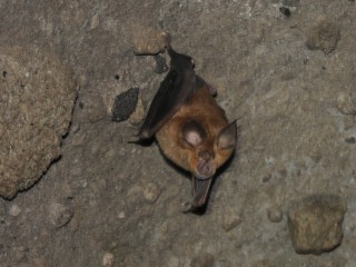 bat1