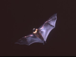 bat2