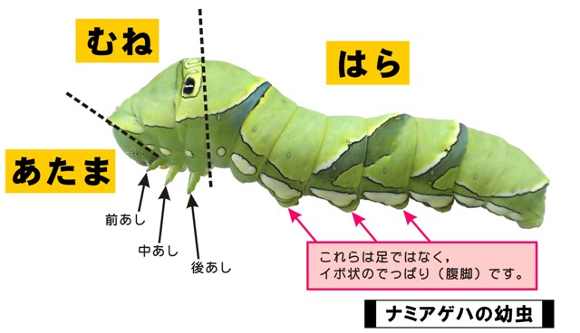 鹿児島県 企画展 イモムシ ケムシ どんな虫