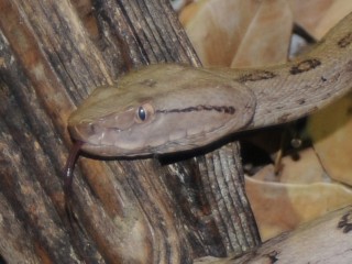 tokarahabu