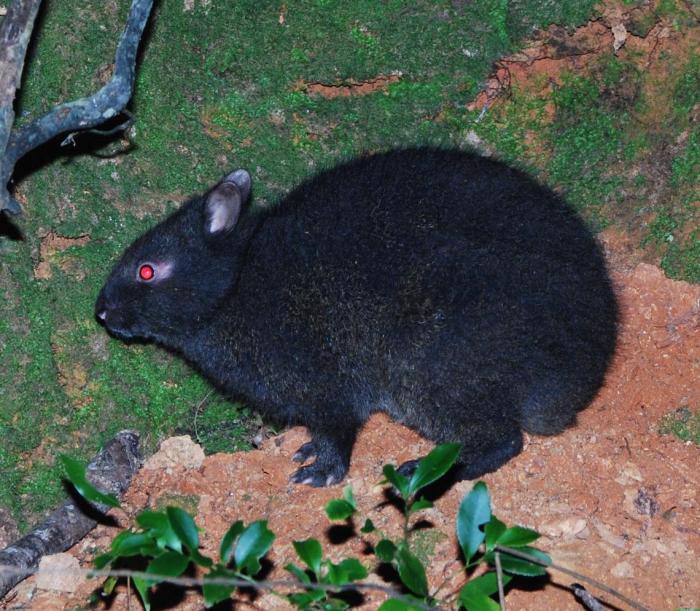 アマミノクロウサギ