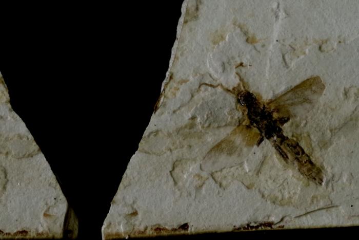 昆虫の化石.jpg