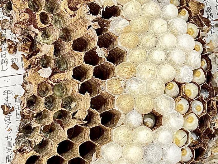 bee