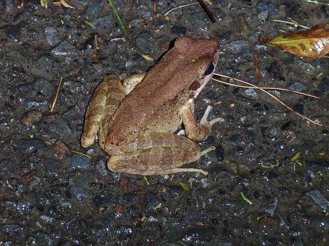 アマミハナサキガエル長雲峠