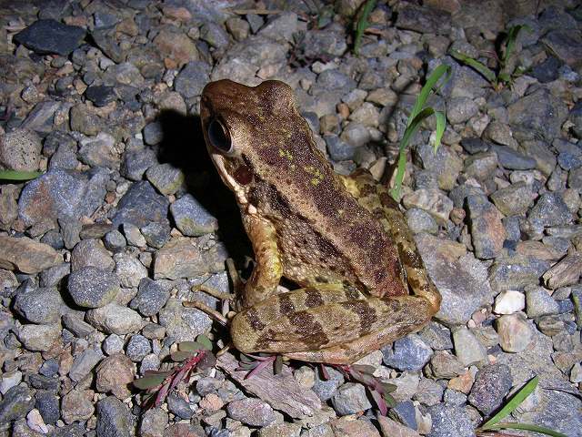 アマミハナサキガエル宇検村