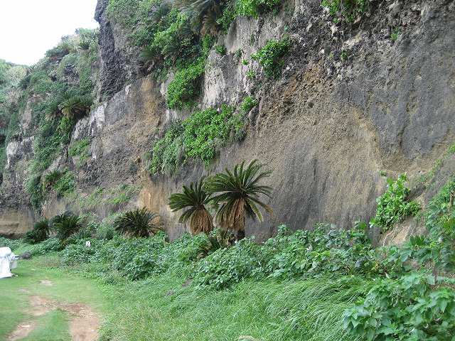 2沖永良部大型有孔虫.jpg