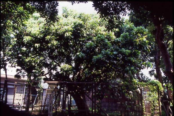 山川薬園跡