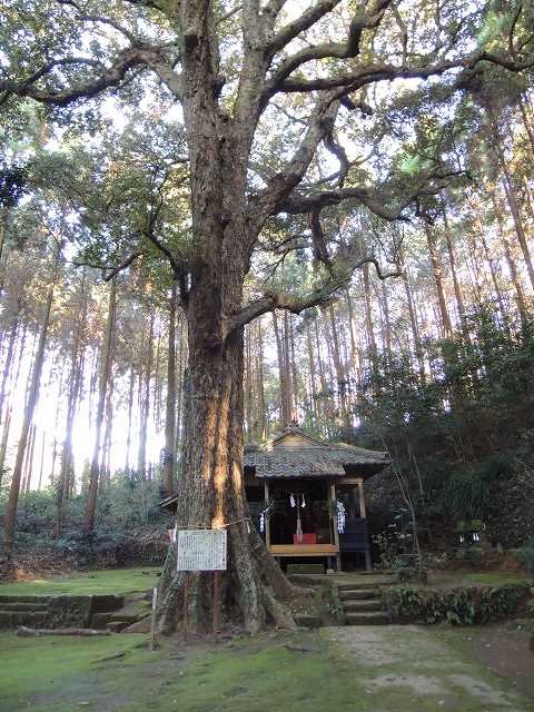 高座神社社叢0