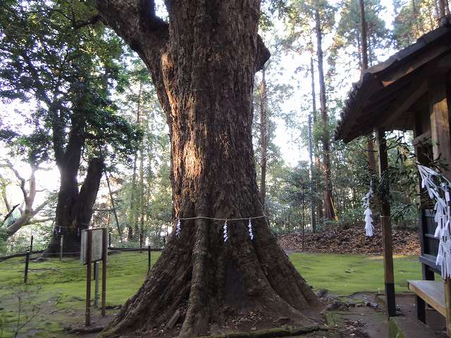 高座神社社叢5