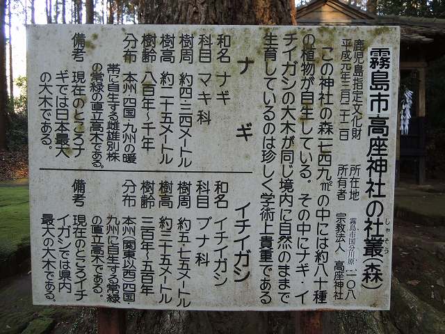 高座神社社叢6