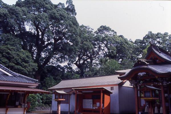 揖宿神社の社叢（しゃそう）