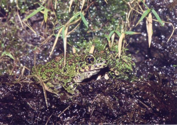 イシカワガエル生態1