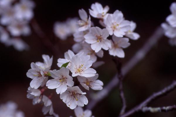 エドヒガンの花