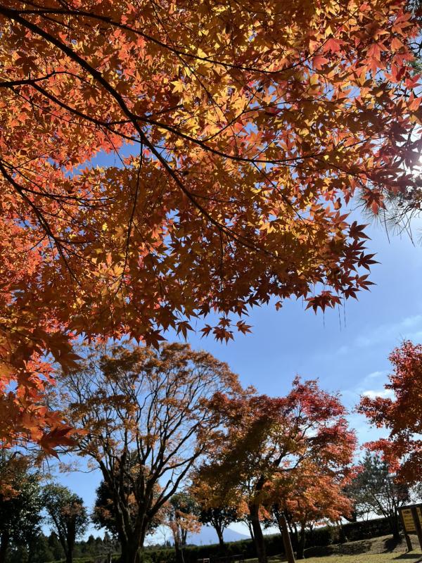 kouyou