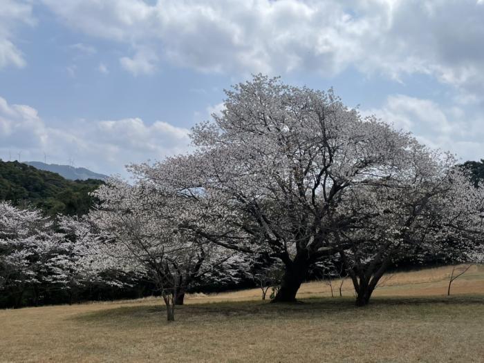 桜
