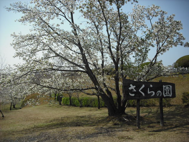 さくらの園-1