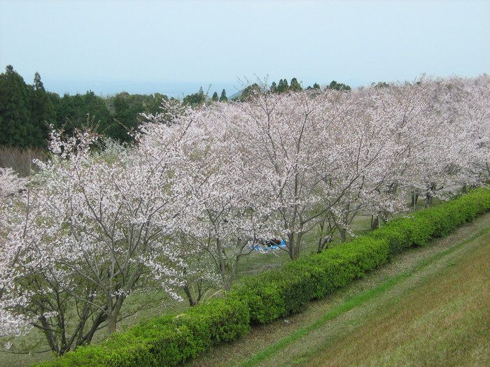 さくらの園-2