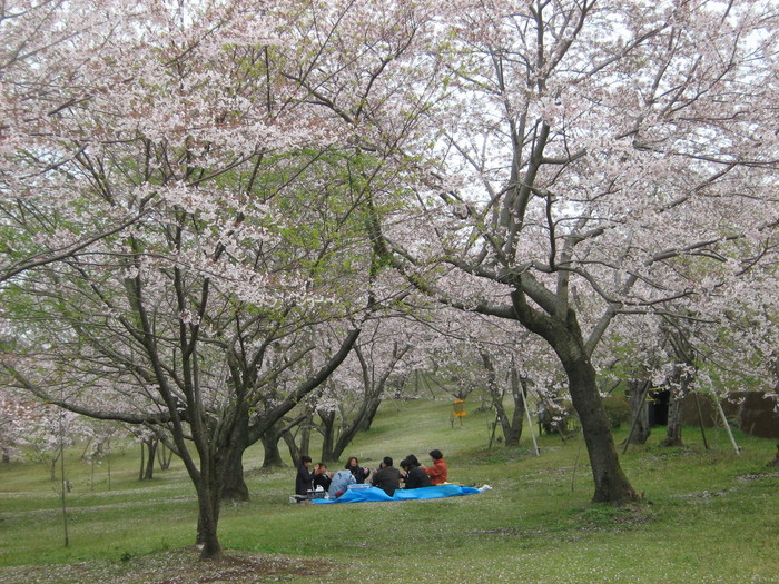 さくらの園-3