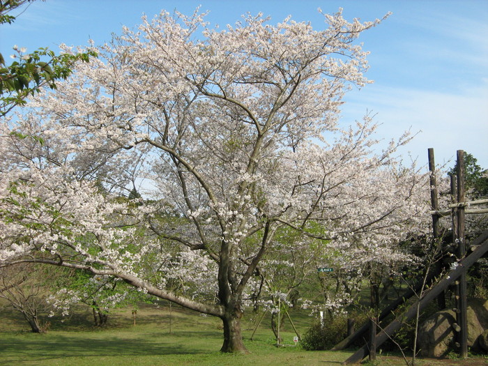 さくらの園-4