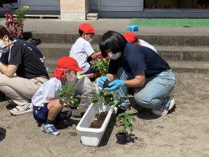 生徒が植物を植える様子3